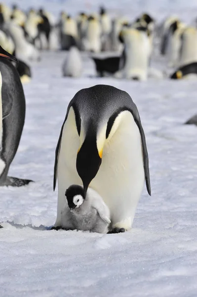 Keizer Penguins met kuiken — Stockfoto