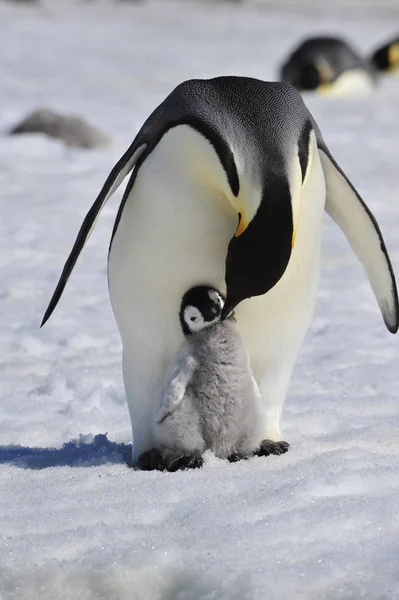 İmparator penguenler piliç ile — Stok fotoğraf
