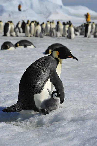 Císař Penguins s kuřátko — Stock fotografie