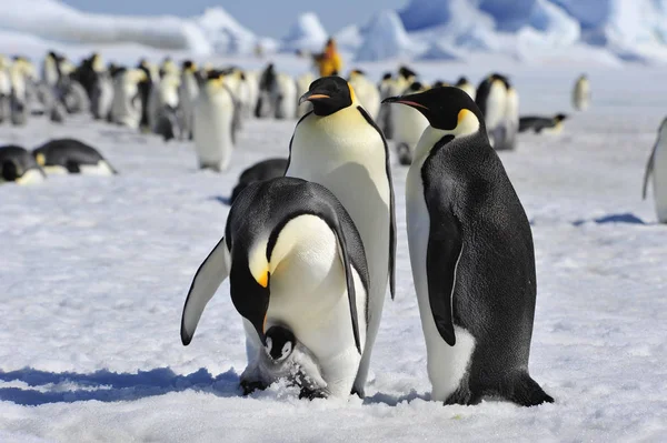 Císař Penguins s kuřátko — Stock fotografie