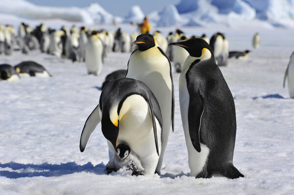 Императорские пингвины с цыпочкой
