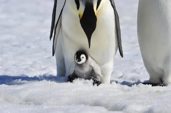 ひよこと皇帝ペンギン — ストック写真