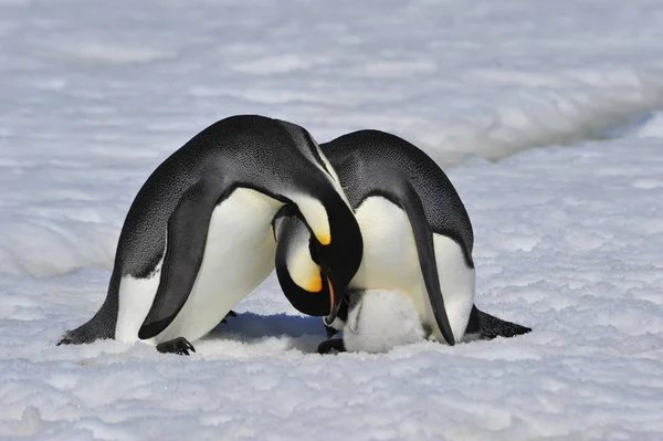 Emperador pingüinos con polluelo —  Fotos de Stock