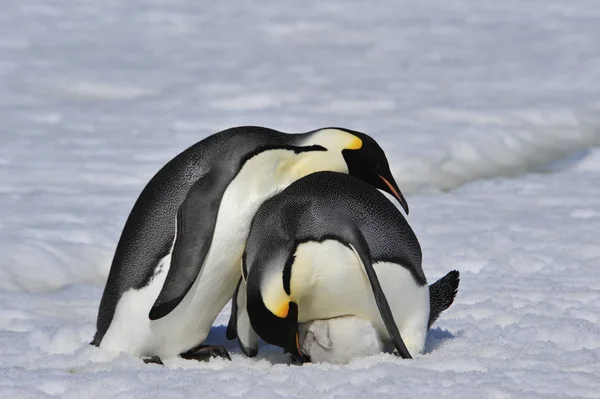 Kejsarpingviner med chick — Stockfoto