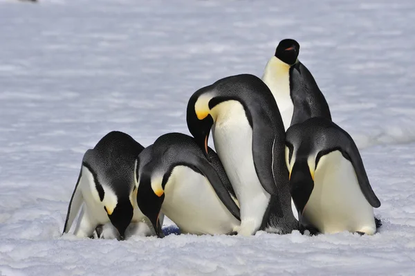 Císař Penguins s kuřátko — Stock fotografie