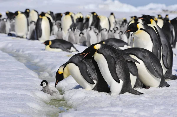 Pinguins imperador com pinto — Fotografia de Stock