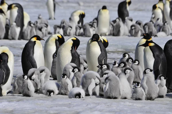 Císař Penguins s kuřátko — Stock fotografie