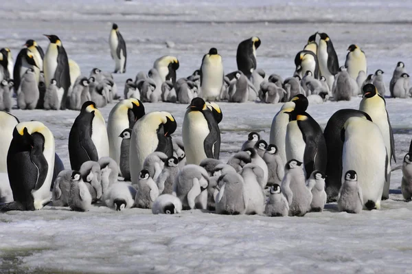 Pinguins imperador com pinto — Fotografia de Stock