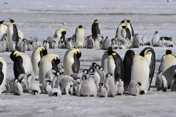 Pinguins imperador com pinto — Fotografia de Stock