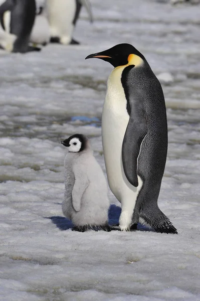 ひよこと皇帝ペンギン — ストック写真