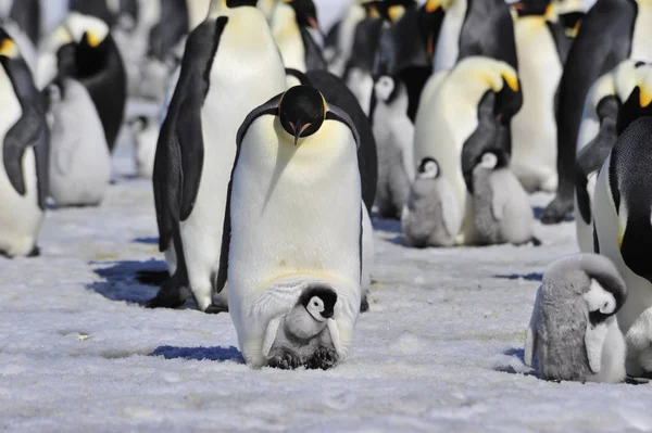 Emperador pingüinos con polluelo —  Fotos de Stock