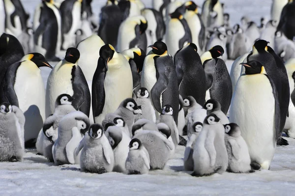 Emperor Penguins with chick — Stock Photo, Image