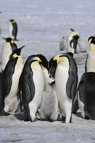 Kejsarpingviner med chick — Stockfoto