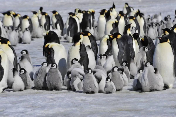 Empereur Pingouins avec poussin — Photo