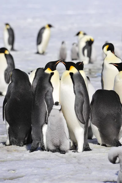 Imperatore Pinguini con pulcino — Foto Stock