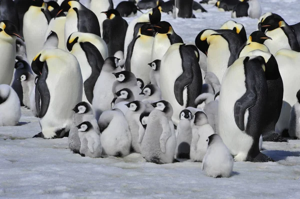 Imperatore Pinguini con pulcino — Foto Stock