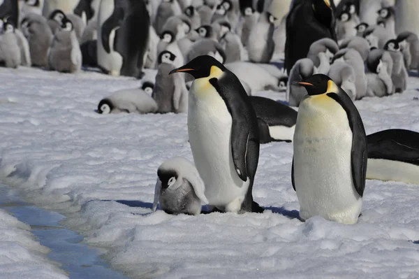 Kejsarpingviner med chick — Stockfoto