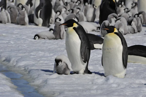 Císař Penguins s kuřátko — Stock fotografie