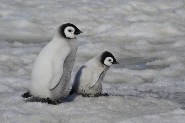 Pollitos pingüinos emperador en la Antártida — Foto de Stock