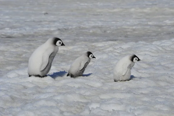 Imperador Pinguim pintos na Antártida — Fotografia de Stock