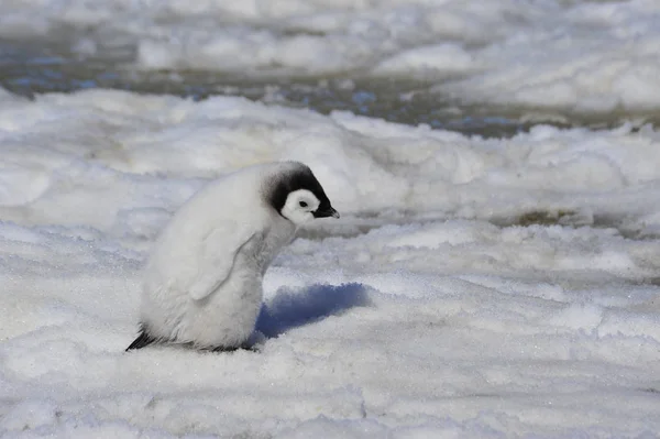 Πιγκουίνος αυτοκράτορα νεοσσών στην Ανταρκτική — Φωτογραφία Αρχείου