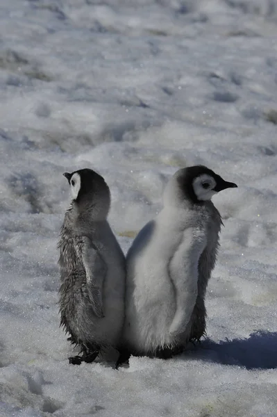 Imperador Pinguim pintos na Antártida — Fotografia de Stock