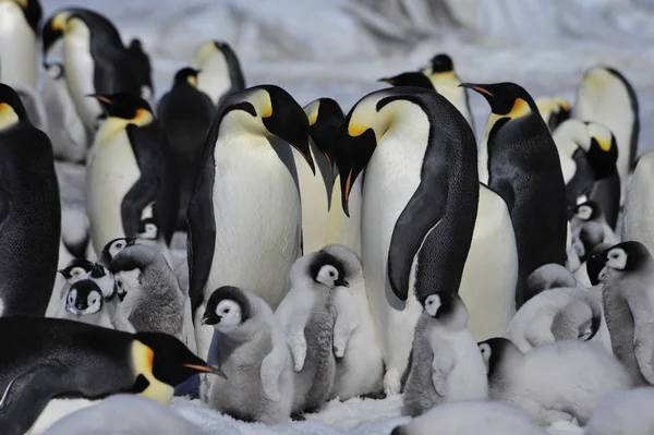 Emperor Penguins with chicks — Stock Photo, Image