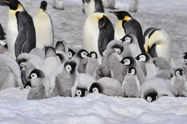 Emperador Pingüinos con polluelos — Foto de Stock