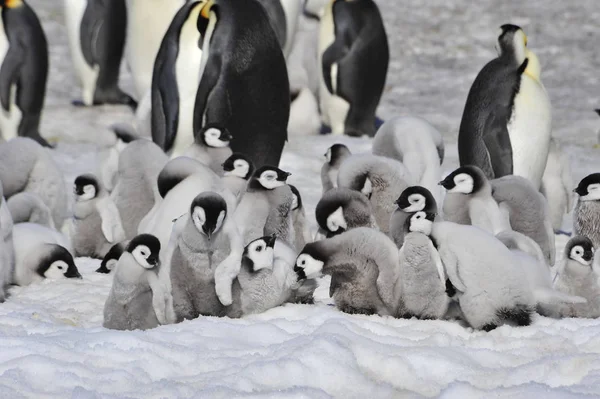 Імператорські пінгвіни з курчатами — стокове фото