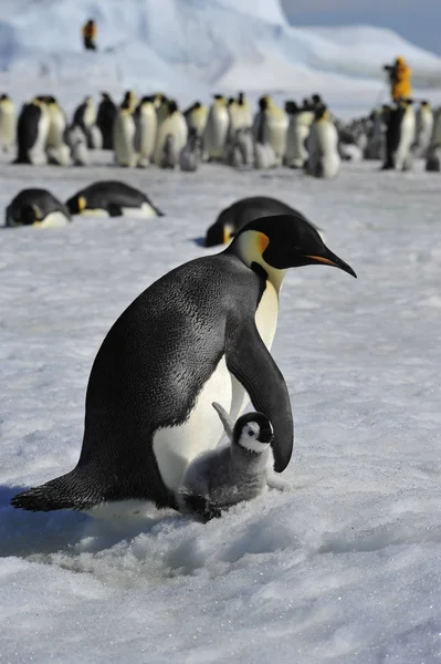 Keizer Penguins met kuiken — Stockfoto