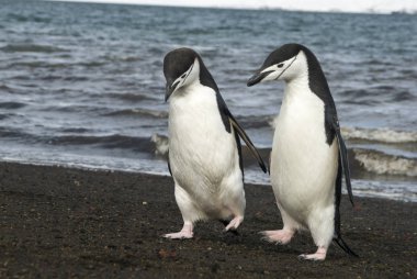 Chinstrap Penguen sahilde