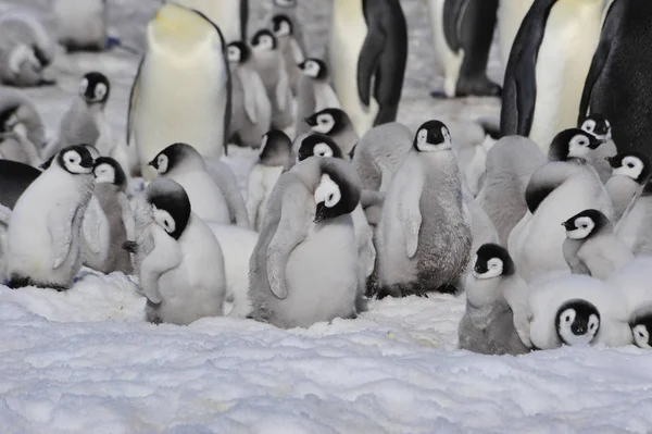 Császár pingvin csibék — Stock Fotó
