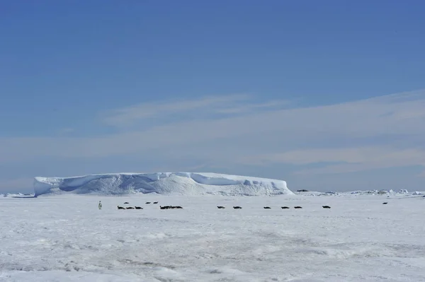 Schöne Aussicht auf Eisberge Schnee Hügel Antarktis — Stockfoto