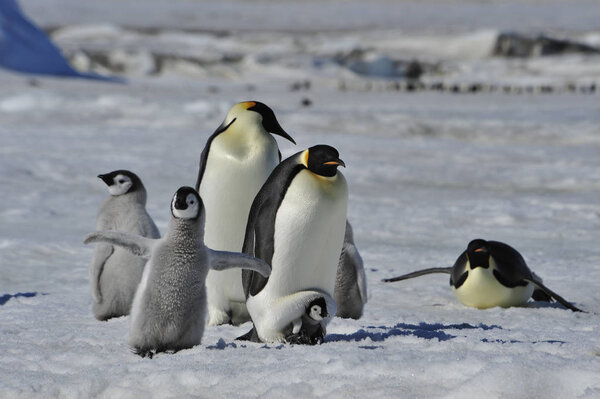Императорские пингвины с цыплятами
