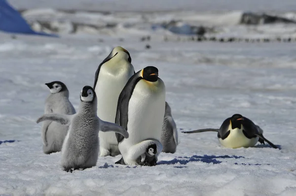 Emperador Pingüinos con polluelos —  Fotos de Stock