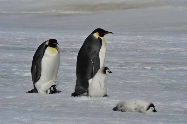 Imperador Pinguins com pintos — Fotografia de Stock