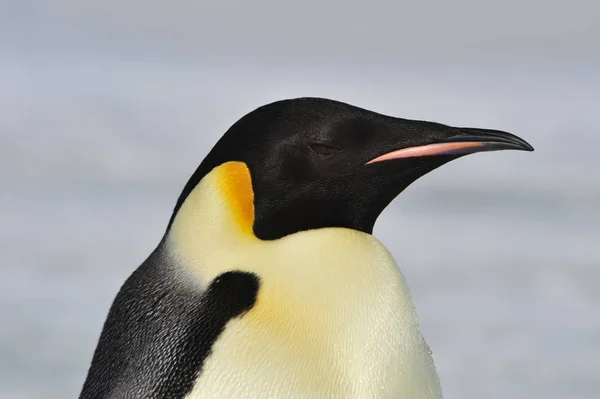 Emperor Penguin on the snow — Stock Photo, Image