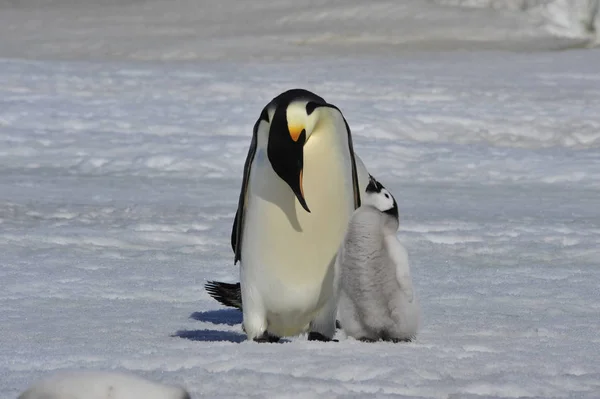 İmparator penguen ile piliç — Stok fotoğraf