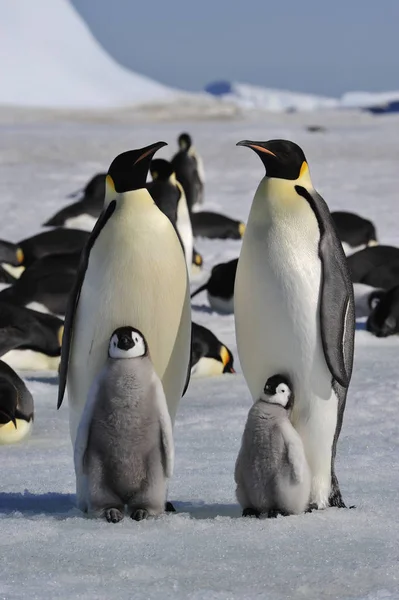 Императорские пингвины с цыплятами — стоковое фото