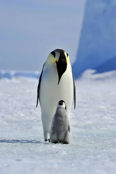 İmparator penguen ile piliç — Stok fotoğraf