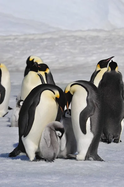 Kejsarpingviner med kycklingar — Stockfoto