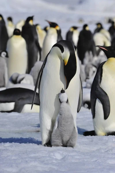 Imperatore Pinguini con pulcini — Foto Stock