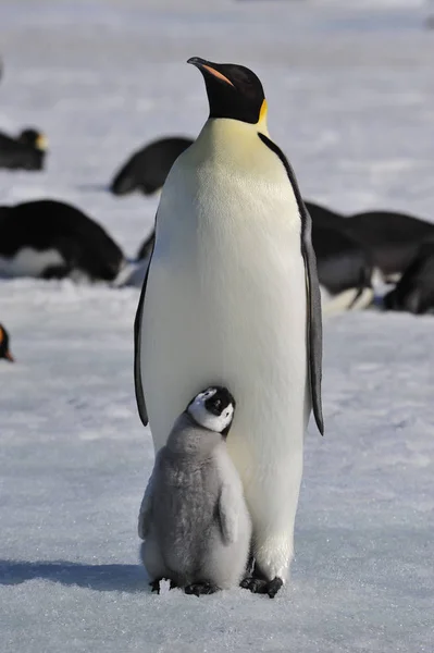 İmparator penguenler piliçle — Stok fotoğraf