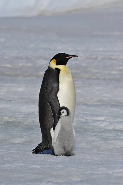İmparator penguen ile piliç — Stok fotoğraf