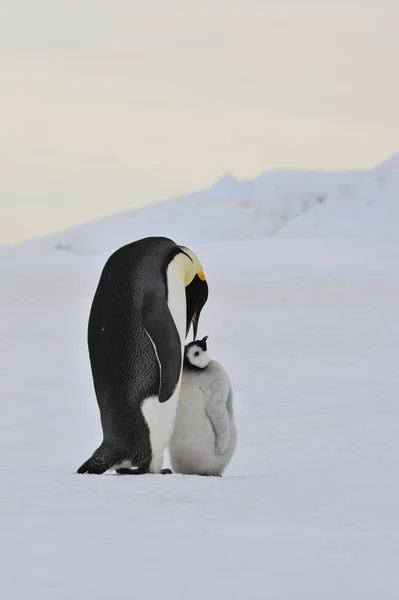 皇帝ペンギンひよこと — ストック写真