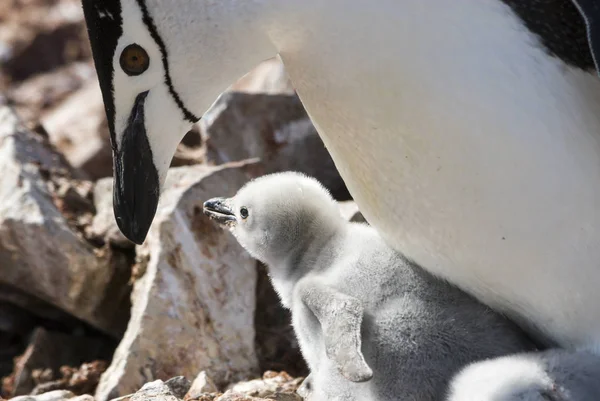 Chinstrap пингвин кормить цыпленка — стоковое фото