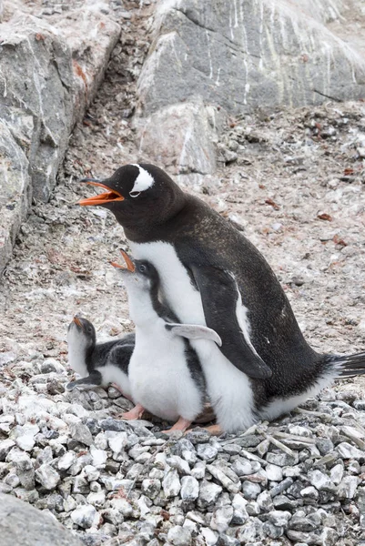 Adult Gentoo penguiN with chick. Stock Image