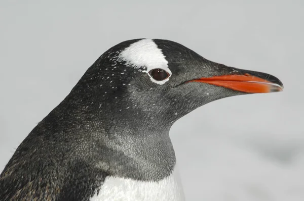 ジェンツー ペンギンをクローズ アップ — ストック写真