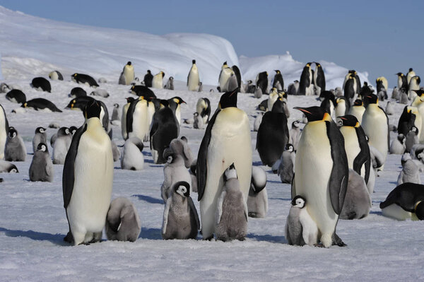 Императорские пингвины с цыплятами
