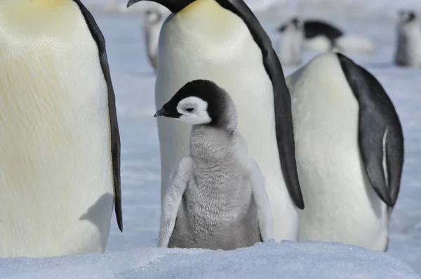 Emperador Pingüinos con polluelos — Foto de Stock